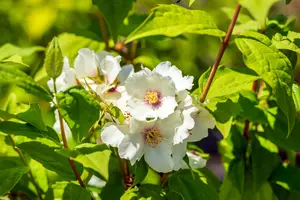 Philadelphus 'Belle Etoile' - P11