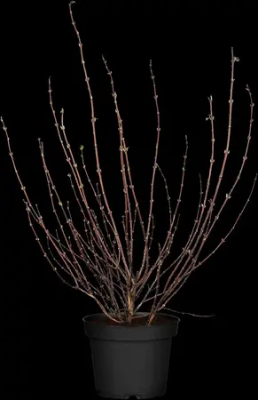Philadelphus 'Belle Etoile' - Liners bare root - image 1