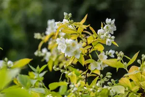 Philadelphus cor. 'Aureus'