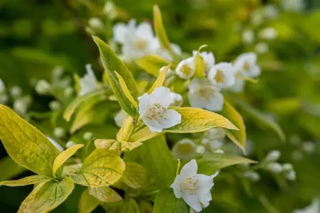 Philadelphus cor. 'Aureus' - 3 Ltr pot - image 2