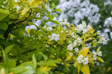 Philadelphus cor. 'Aureus' - 3 Ltr pot - image 3