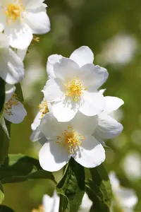 Philadelphus coronarius - 10 Ltr pot - image 3