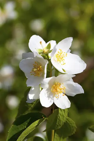 Philadelphus coronarius - 200-250 CM RB - image 4