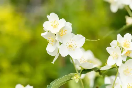 Philadelphus coronarius - 1.5 Ltr pot - image 5