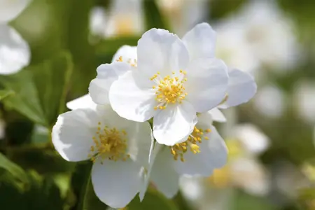 Philadelphus coronarius - 30-40 CM C3 - image 2