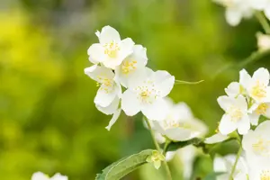 Philadelphus coronarius - 40-60 CM C10 - image 5
