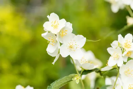 Philadelphus coronarius - 10 Ltr pot - image 5