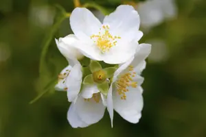 Philadelphus coronarius