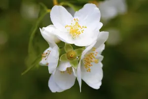 Philadelphus coronarius - 60-80 CM C5 - image 5
