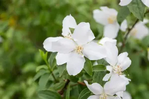 Philadelphus 'Dame Blanche'