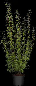 Philadelphus 'Lemoinei' - 100-125 CM C7.5