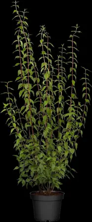 Philadelphus 'Lemoinei' - LINERS 18 CEL TRAY P9 SIZE