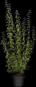 Philadelphus 'Lemoinei' - 5 Ltr pot
