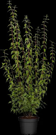 Philadelphus 'Lemoinei' - 30-40 CM C10