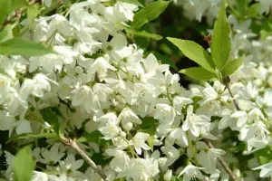 Philadelphus 'Manteau d'Hermine'