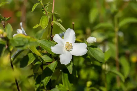 Philadelphus 'Manteau d'Hermine' - 3 Ltr pot - image 5