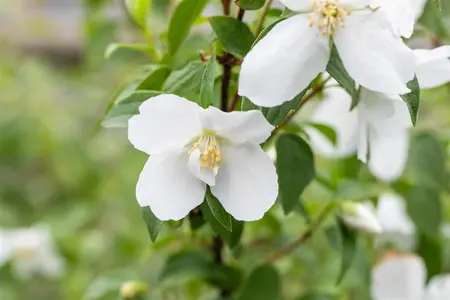 Philadelphus 'Manteau d'Hermine' - 1.5 Ltr pot - image 3