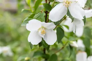 Philadelphus 'Manteau d'Hermine' - 1.5 Ltr pot - image 3