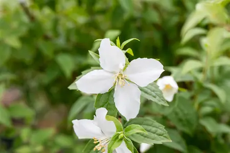 Philadelphus 'Manteau d'Hermine' - 1.5 Ltr pot - image 4