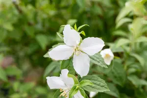 Philadelphus 'Manteau d'Hermine' - 1.5 Ltr pot - image 4