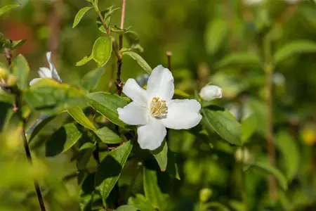 Philadelphus 'Manteau d'Hermine' - 30-40 CM C10 - image 5