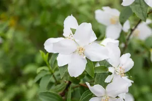 Philadelphus 'Manteau d'Hermine' - 2 Ltr pot - image 2