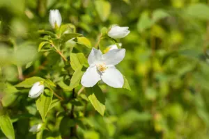 Philadelphus 'Manteau d'Hermine' - 20-30 CM C3 - image 5