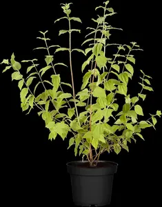 Philadelphus 'Minnesota Snowflake' - 3 Ltr pot