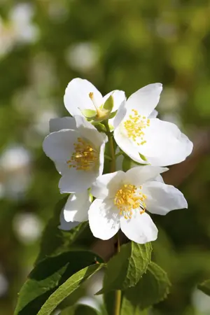 Philadelphus 'Petiti Perfume White' - 3 Ltr pot - image 4