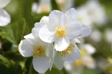 Philadelphus 'Petiti Perfume White' - 50-60 CM C5 - image 2