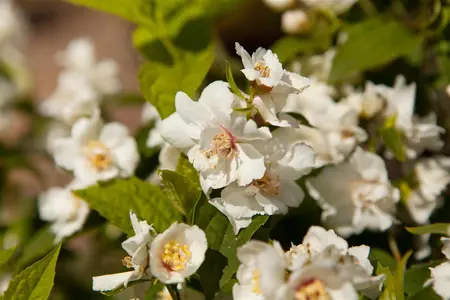 Philadelphus 'Petiti Perfume White' - 50-60 CM C5 - image 5