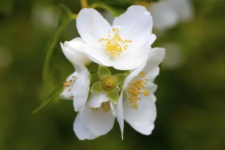 Philadelphus 'Petiti Perfume White' - 3 Ltr pot - image 2
