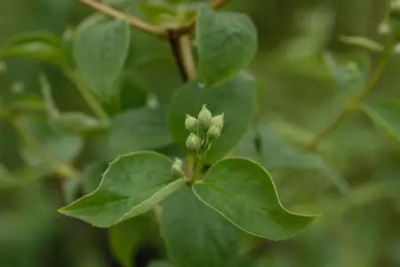 Philadelphus 'Schneesturm' - 1.5 Ltr pot - image 4
