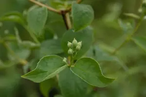 Philadelphus 'Schneesturm' - 1.5 Ltr pot - image 4