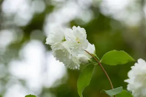 Philadelphus 'Schneesturm' - 30-40 CM C3 - image 4