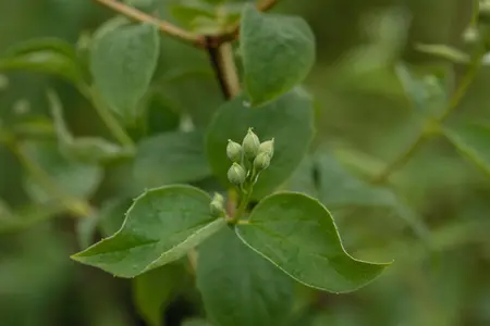 Philadelphus 'Schneesturm' - 100-125 CM C20 - image 2