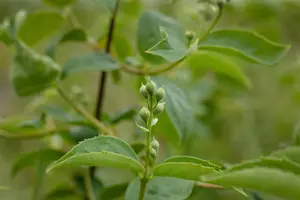 Philadelphus 'Schneesturm' - 3 Ltr pot - image 3