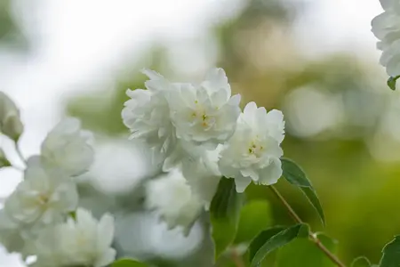 Philadelphus 'Schneesturm' - P11 - image 4