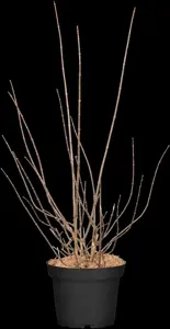 Philadelphus 'Schneesturm' - 200-225 CM C20 - image 1