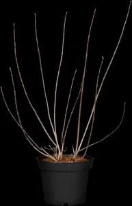 Philadelphus 'Schneesturm' - LINERS 28 CEL TRAY P9 SIZE - image 2