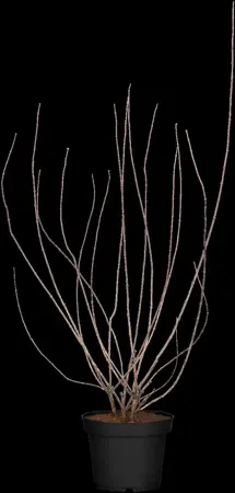 Philadelphus 'Snowbelle' - Liners bare root - image 2