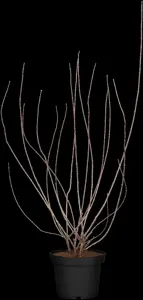 Philadelphus 'Snowbelle' - Liners bare root - image 2