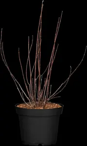 Philadelphus 'Snowbelle' - 2 Ltr pot - image 1