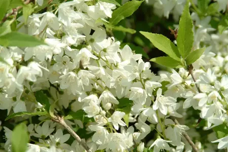 Philadelphus 'Snowdwarf' - 30-40 CM C3.5 - image 5