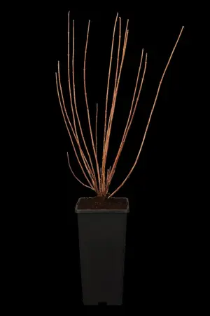 Philadelphus 'Virginal' - 2 Ltr pot - image 1