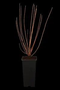 Philadelphus 'Virginal' - 30-40 CM C10 - image 5