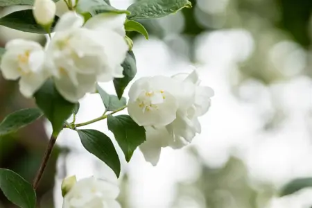Philadelphus 'Virginal' - 2 Ltr pot - image 3