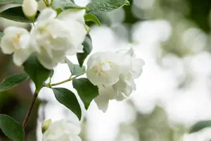 Philadelphus 'Virginal' - 2 Ltr pot - image 3