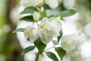 Philadelphus 'Virginal' - 2 Ltr pot - image 4