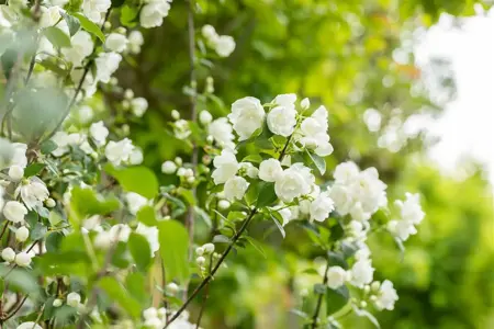Philadelphus 'Virginal' - 2 Ltr pot - image 5